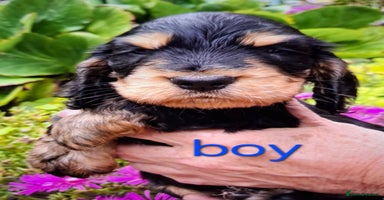 Cocker Spaniel dogs - Advert 15