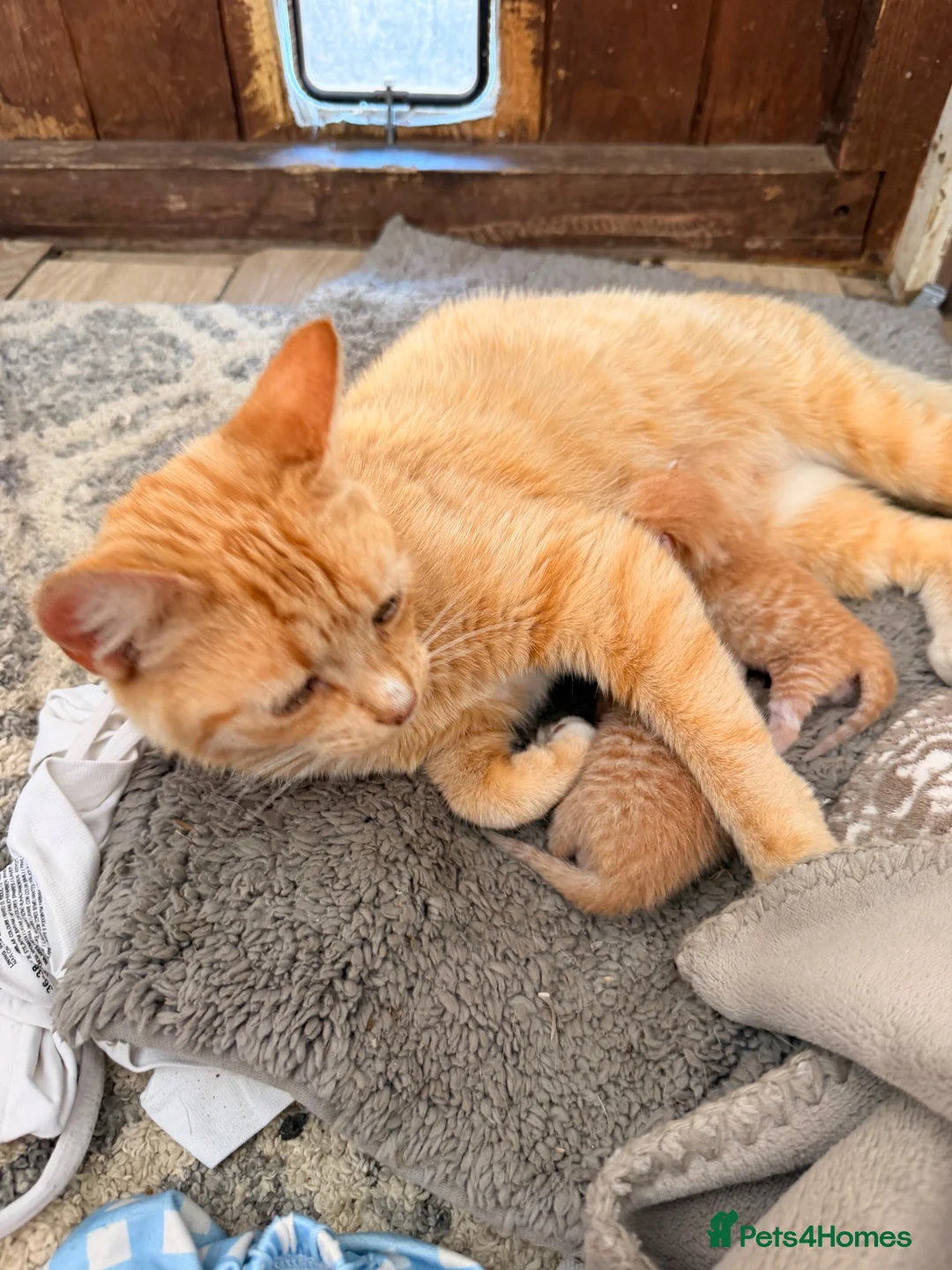 Mixed Breed cats for sale: Kitten for sale  - Advert 2