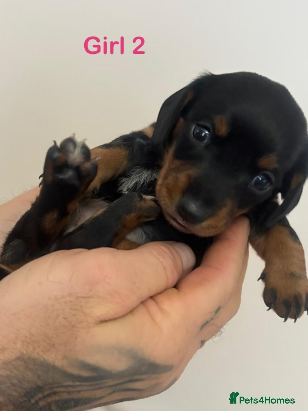 Miniature Dachshund dogs for sale: 5 Beautiful Miniature Dachshund’s  - Advert 6
