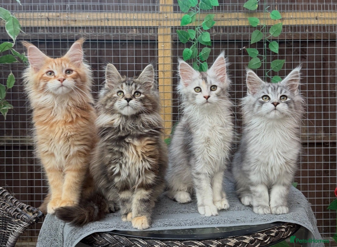 Maine Coon cats Maine coon kittens - Advert 1