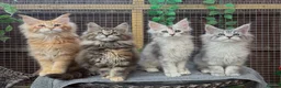 Maine Coon cats for sale: Maine coon kitten - Advert 3