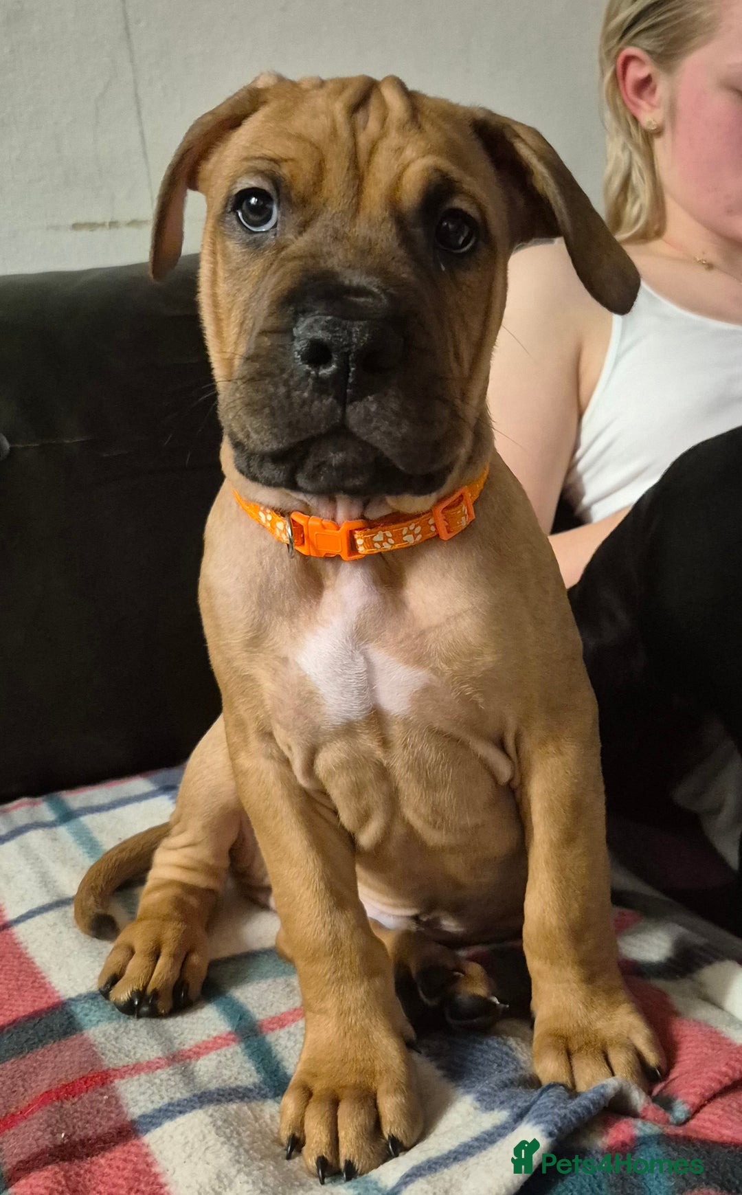 Mixed Breed dogs for sale: Bullmastiff x puppies 🐶  - Advert 37