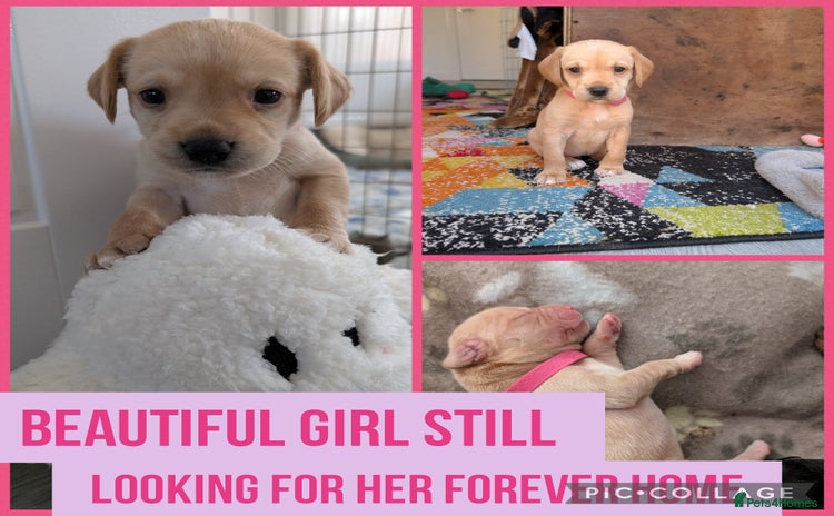Springador dogs - Advert 1