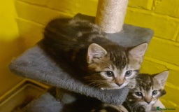 Mixed Breed cats for sale: tabby kittens - Image 4