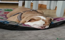 Old Tyme Bulldog dogs for sale: Bulldog  - Image 1