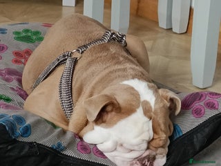 Old Tyme Bulldog dogs - Advert 16