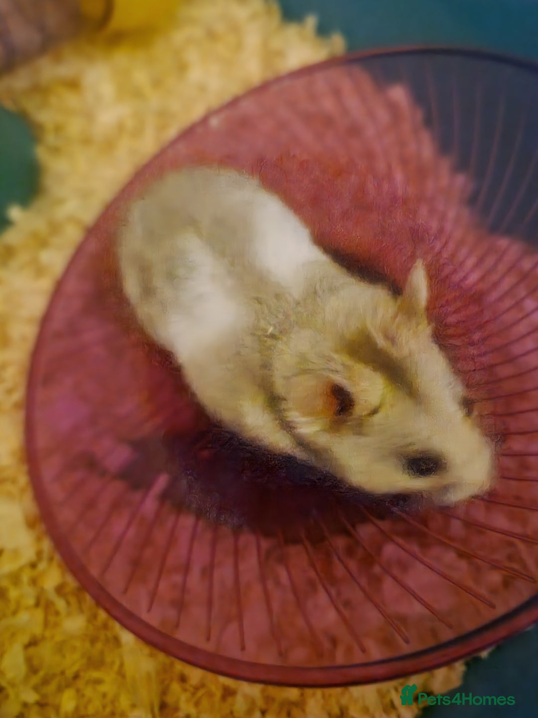 Hamster rodents for sale: Male hamster - Advert 2