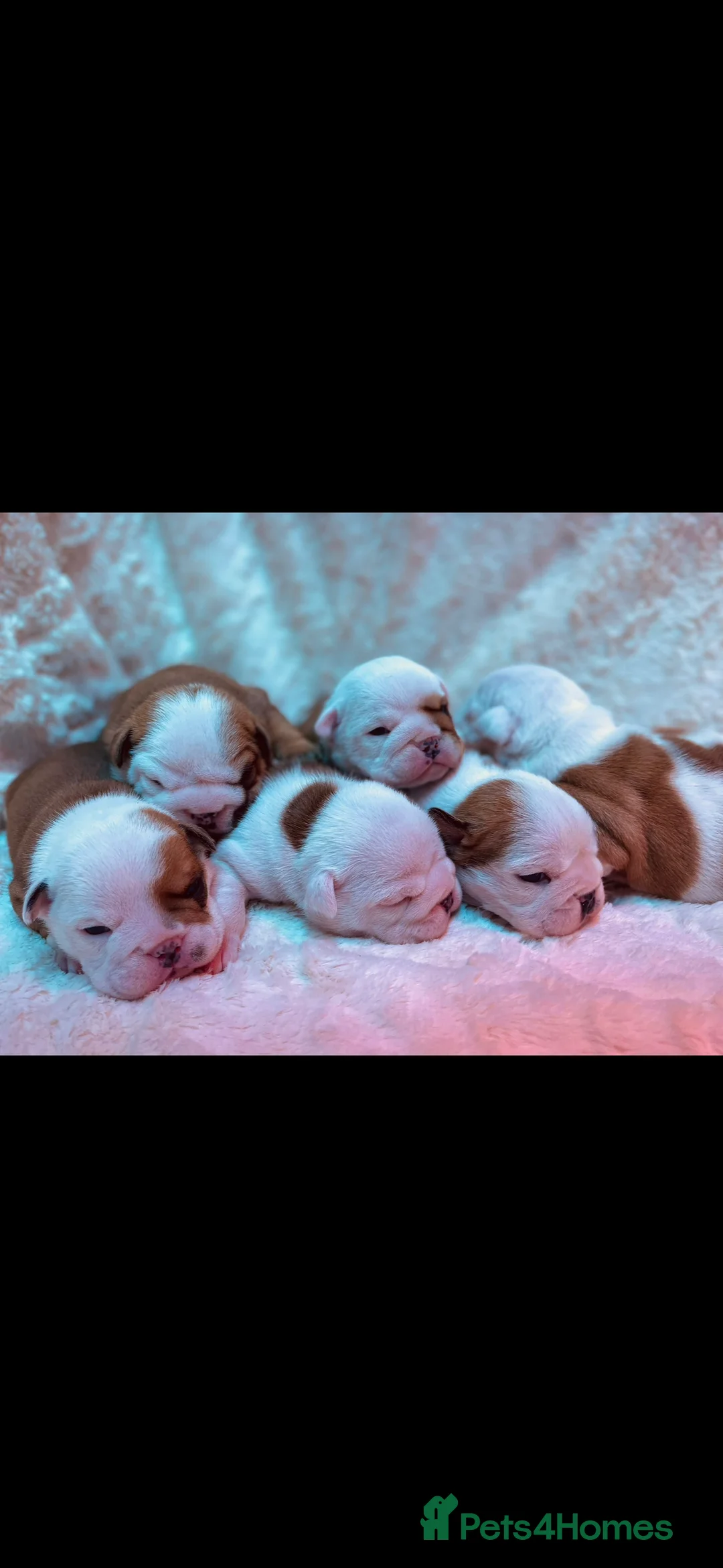 English Bulldog dogs for stud: Britishpride stud  in Manchester - Advert 7
