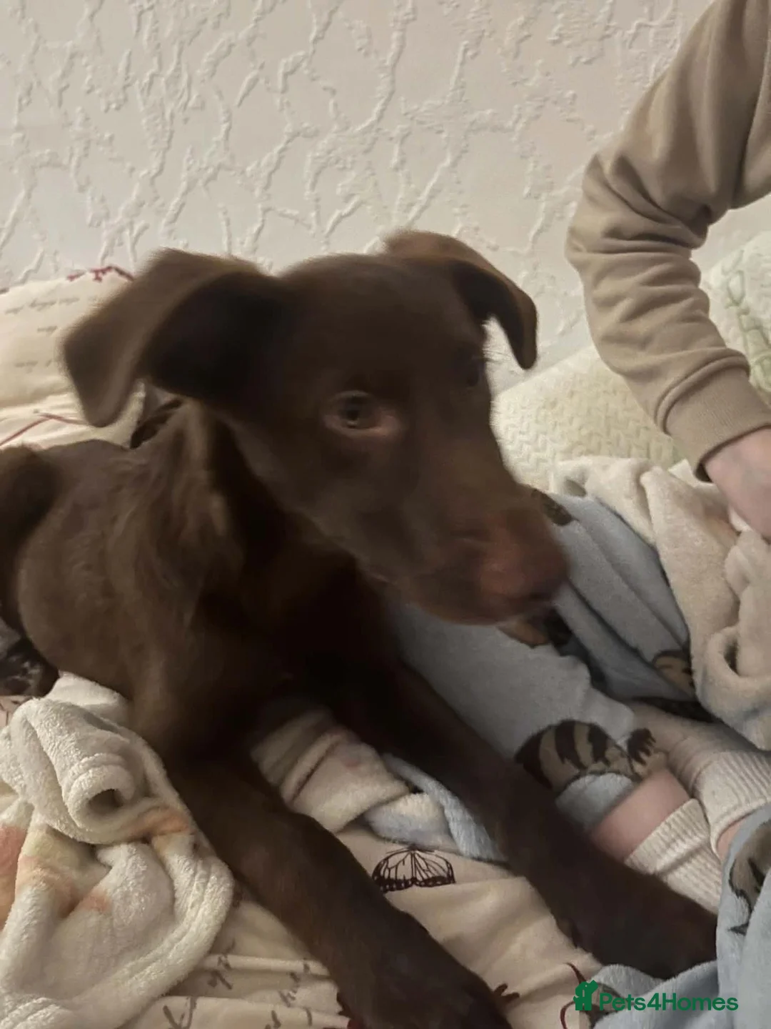 Mixed Breed dogs for adoption: 💕 Cinnamon  in Edinburgh - Advert 2