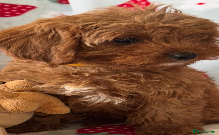 Cavapoo dogs - Advert 9