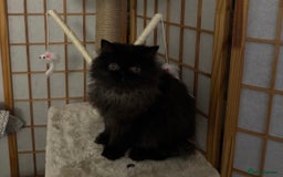 Persian cats for sale: ✨ Adorable 4-Month-Old Persian Kitten Available ✨ - Advert 1
