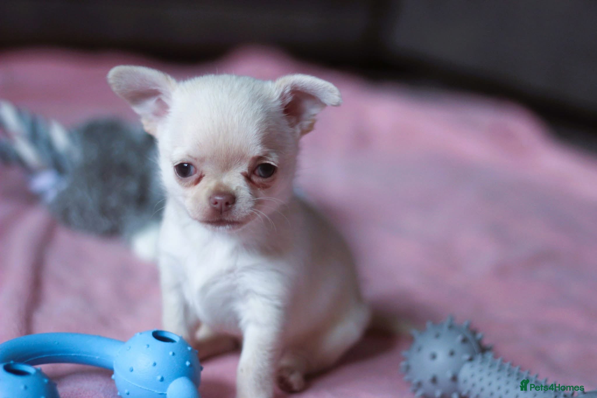 Chihuahua Puppies for sale in Cheltenham, Gloucestershire | Pets4Homes
