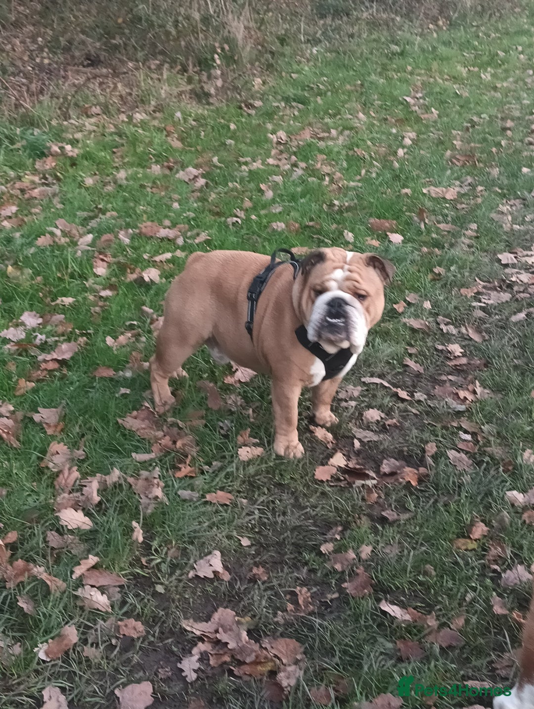 English Bulldog dogs for stud: Harry - Advert 3