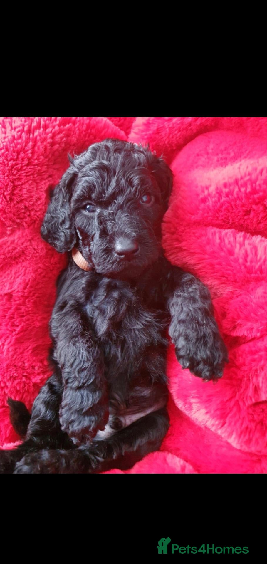 Labradoodle dogs for sale: F1B Standard Labradoodle Puppies 🐾💕 - Advert 2