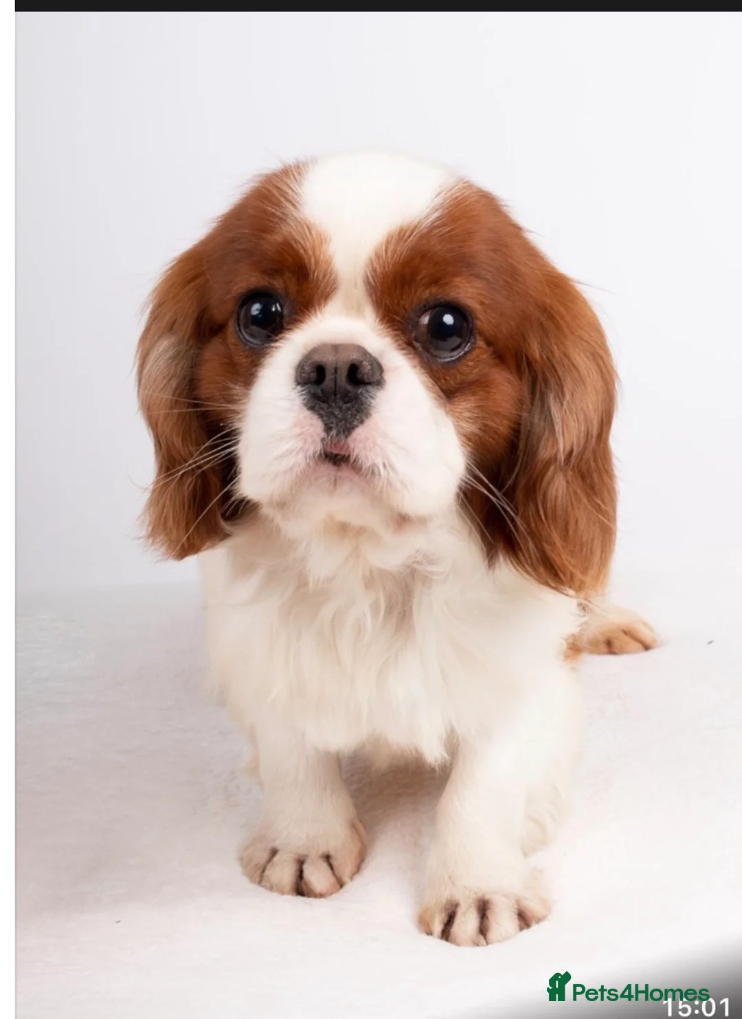 Mixed Breed dogs for sale: Beautiful Cavattoodles – Family Raised Puppies in Harlow - Advert 2