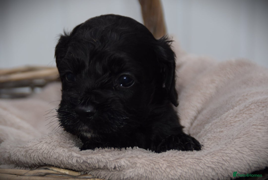 Cockapoo dogs for sale: American cockapoos (yankydoodles)  - Advert 17