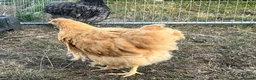 Chickens poultry for sale: Buff Orpington’s  - Advert 3