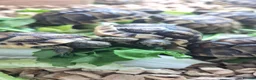Tortoise reptiles for sale: Baby Tortoises  - Advert 12