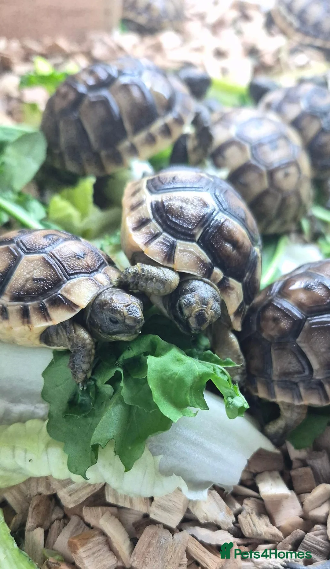 Tortoise reptiles for sale: Baby Tortoises  - Advert 12