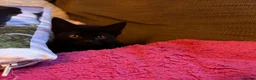 British Shorthair cats for sale: All black beautiful female kitten  - Advert 7