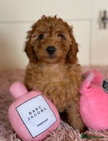 Miniature Poodle dogs in Newcastle - Advert 8