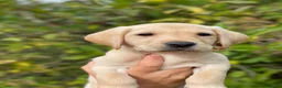 Labrador Retriever dogs for sale: Cornerdray - Working Labrador Retriever Puppies - Advert 9