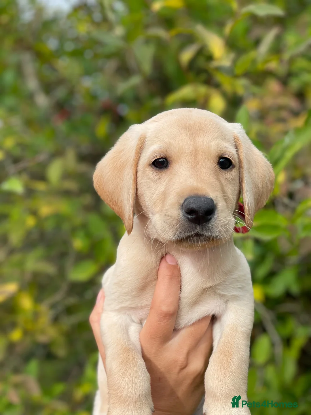 Labrador Retriever dogs for sale: Cornerdray - Working Labrador Retriever Puppies - Advert 9