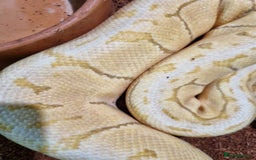 Python Snake reptiles for sale: Breeding trio of royal pythons - Image 5