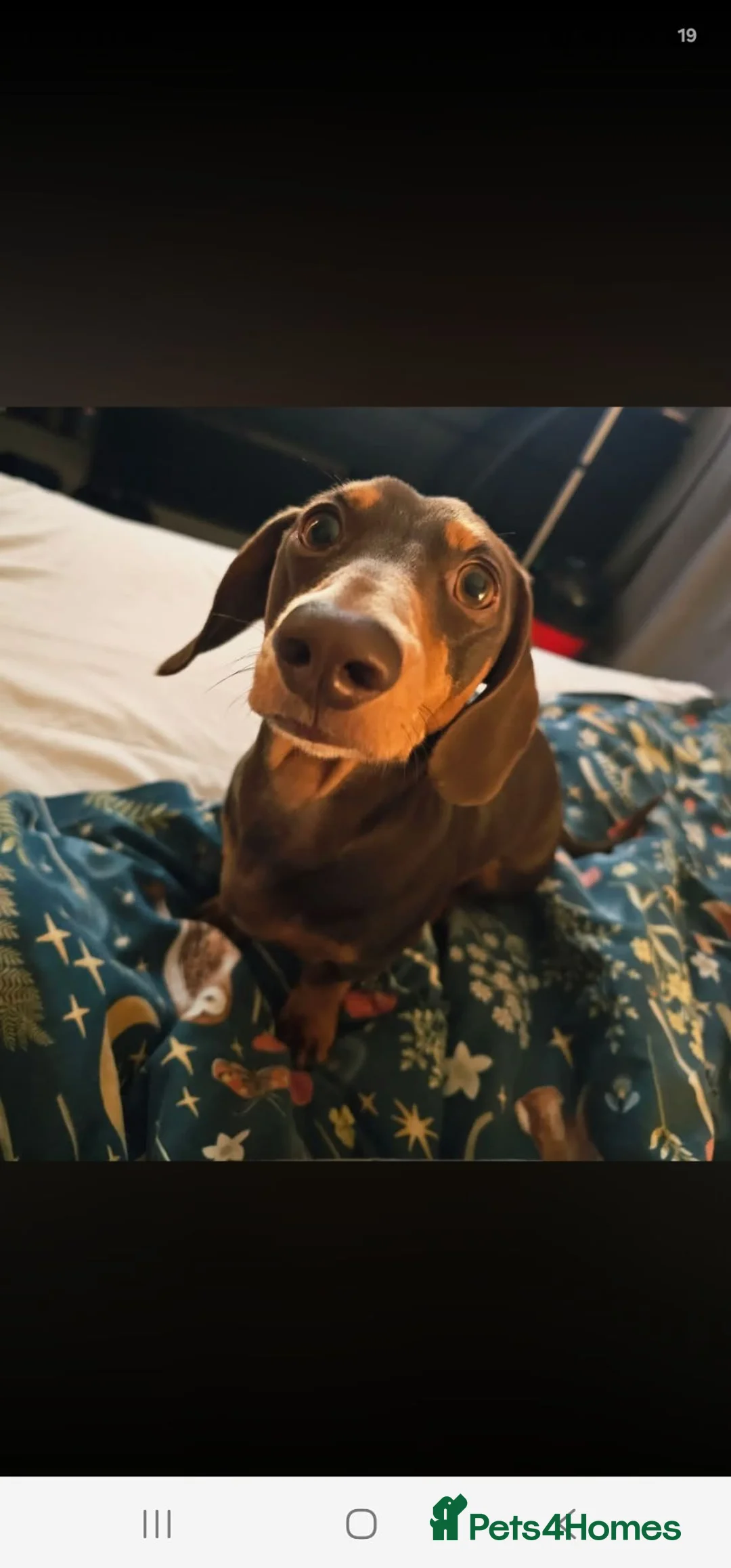 Miniature Dachshund dogs for stud: Mini dachshund in Hull - Advert 2