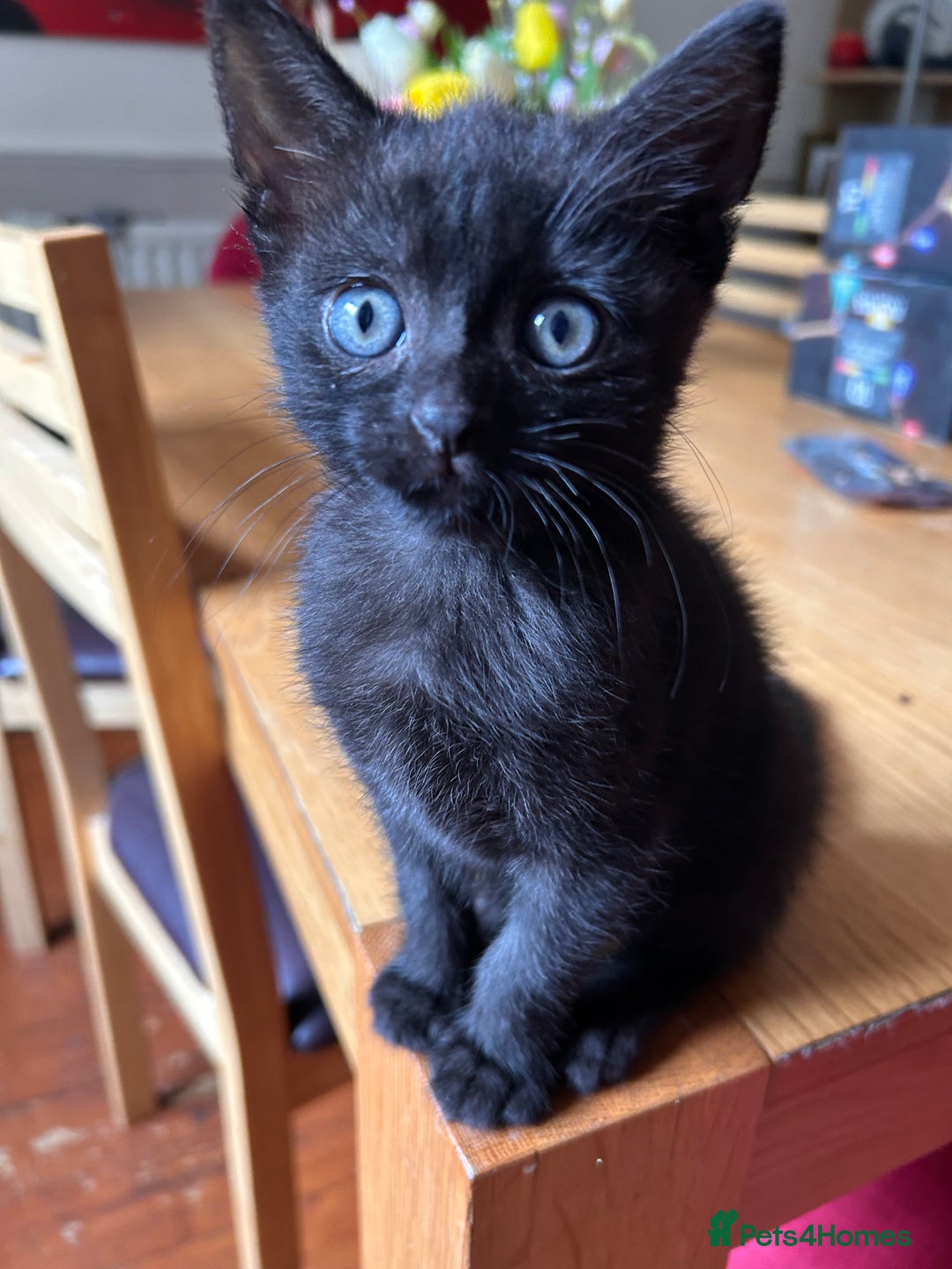 British Shorthair cats for sale: 2 black kittens  - Image 1