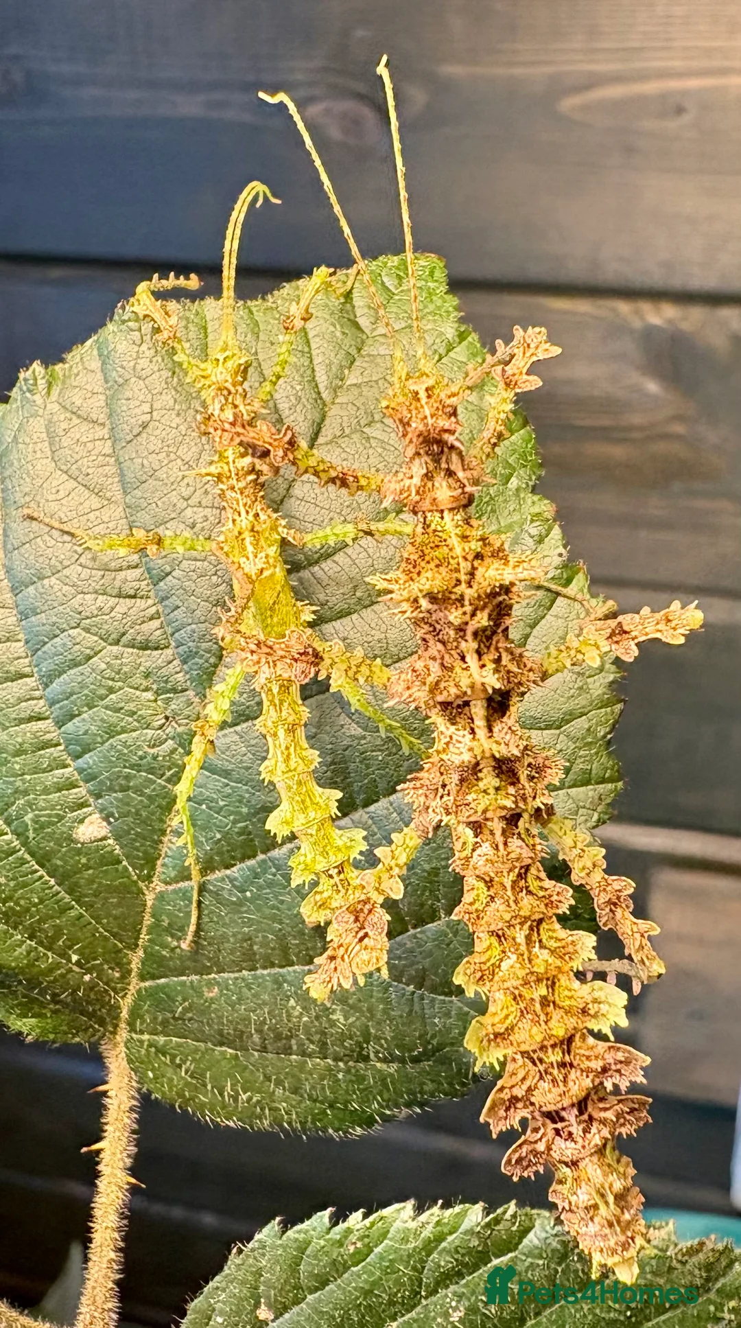 Stick Insects invertebrates for sale: Taraxippus samarae "Siquirres" Stick Insect Nymphs - Advert 10