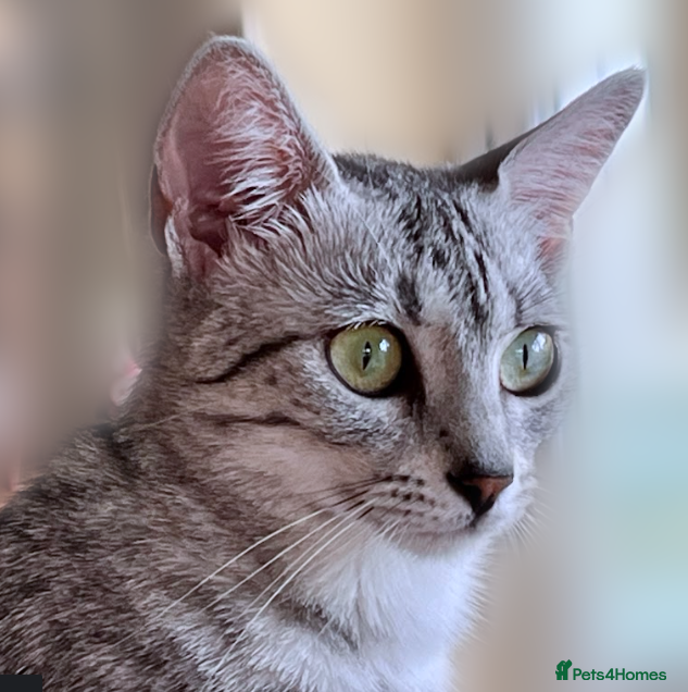 Starshadow Thistledown