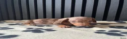 Miniature Dachshund dogs for sale: Dachshund Puppies (miniature) - Advert 3