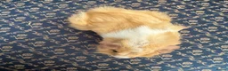 Guinea Pig rodents for sale: Baby boar Guinea Pigs in Trowbridge - Advert 13