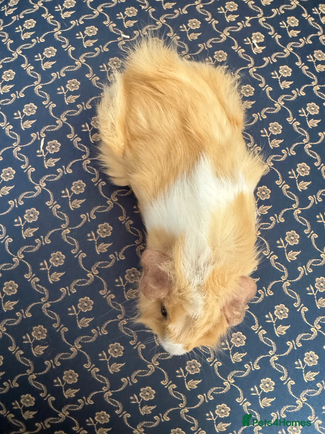 Guinea Pig rodents for sale: Baby boar Guinea Pigs in Trowbridge - Advert 13