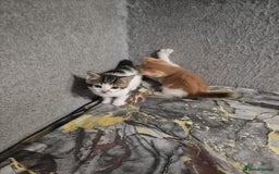 Mixed Breed cats for sale: Friendly kitten - Image 3