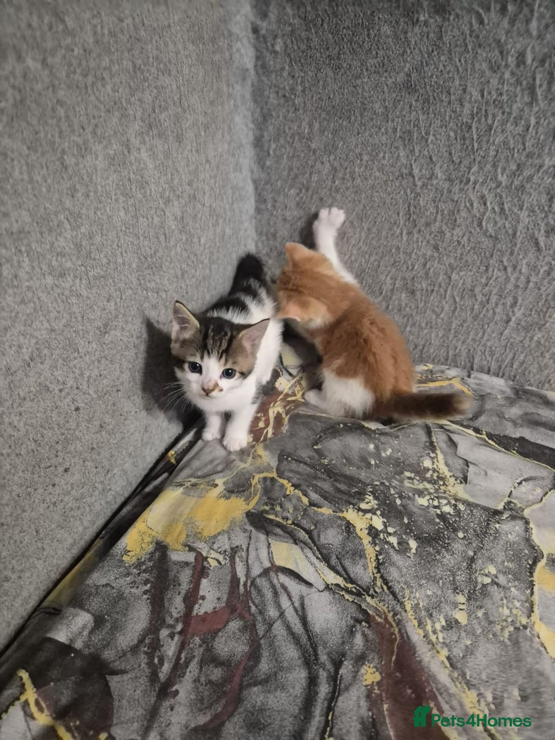 Mixed Breed cats for sale: Friendly kitten - Image 3