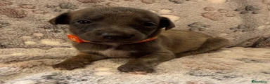 Orange collar