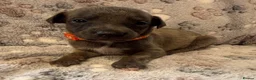 Whippet dogs for sale: KC Registered Whippet Puppies - Advert 8