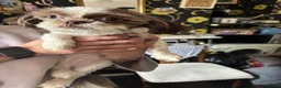 Shih Tzu dogs for sale: Pure Shih Tzu Girl  - Advert 4