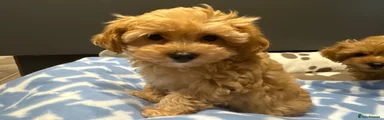 Maltipoo 1