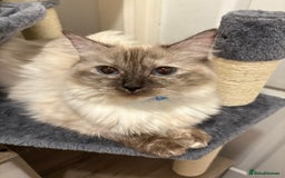 Ragdoll cats for sale: 14 month old female tortie ragdoll  - Advert 2
