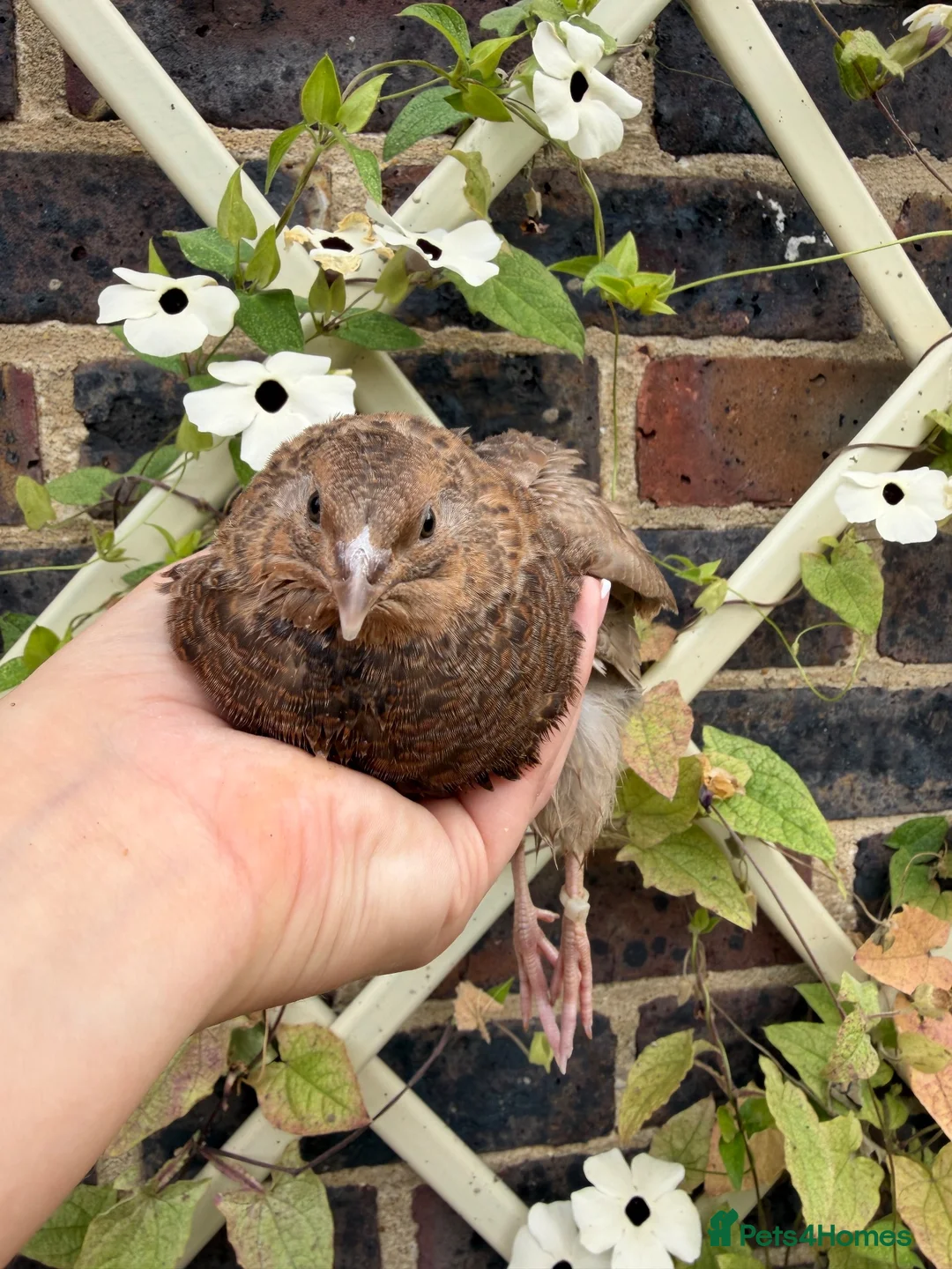 Quail poultry for sale: Scarlet / Red range Coturnix quail  - Advert 2