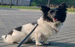 Welsh Corgi Cardigan dogs for adoption: BiBi – The Forgotten Soul Who Almost Lost her life - Image 7
