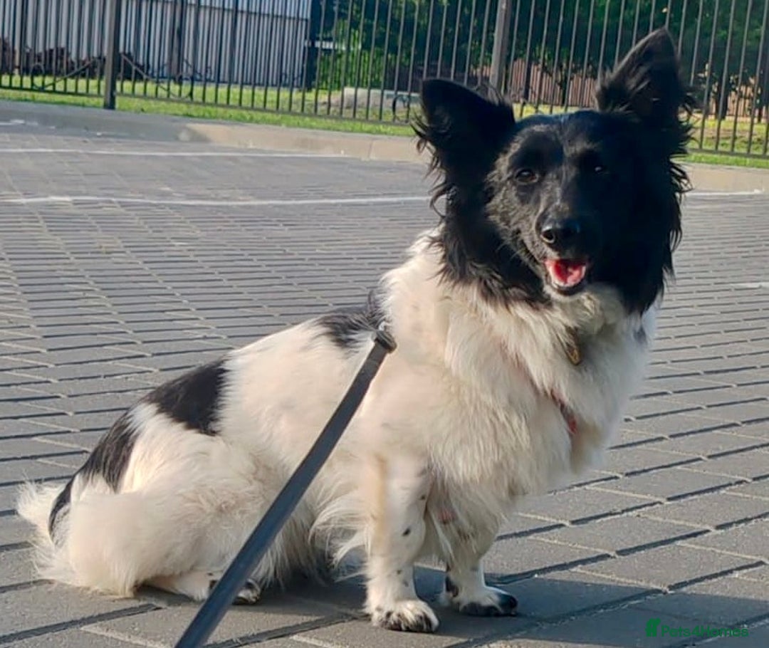 Welsh Corgi Cardigan dogs for adoption: BiBi – The Forgotten Soul Who Almost Lost her life - Image 7