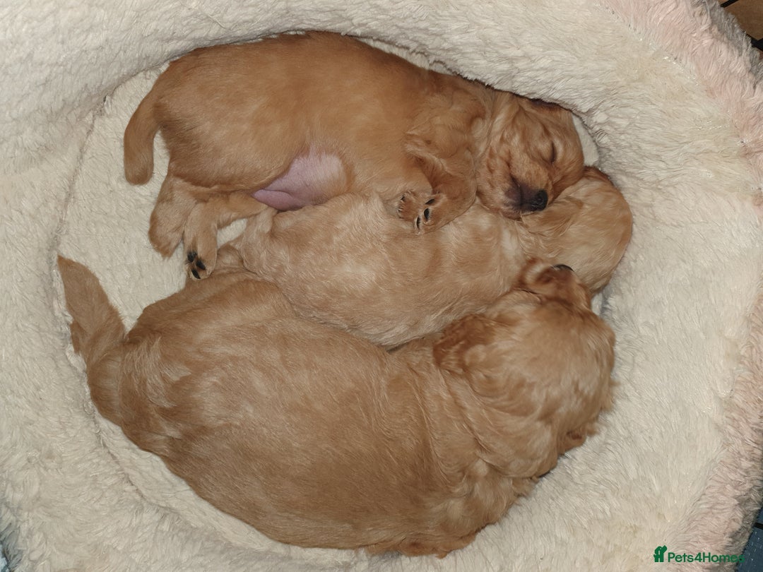 Mixed Breed dogs for sale: Beautiful red and fawn colour Cavapoochons pups - Advert 20