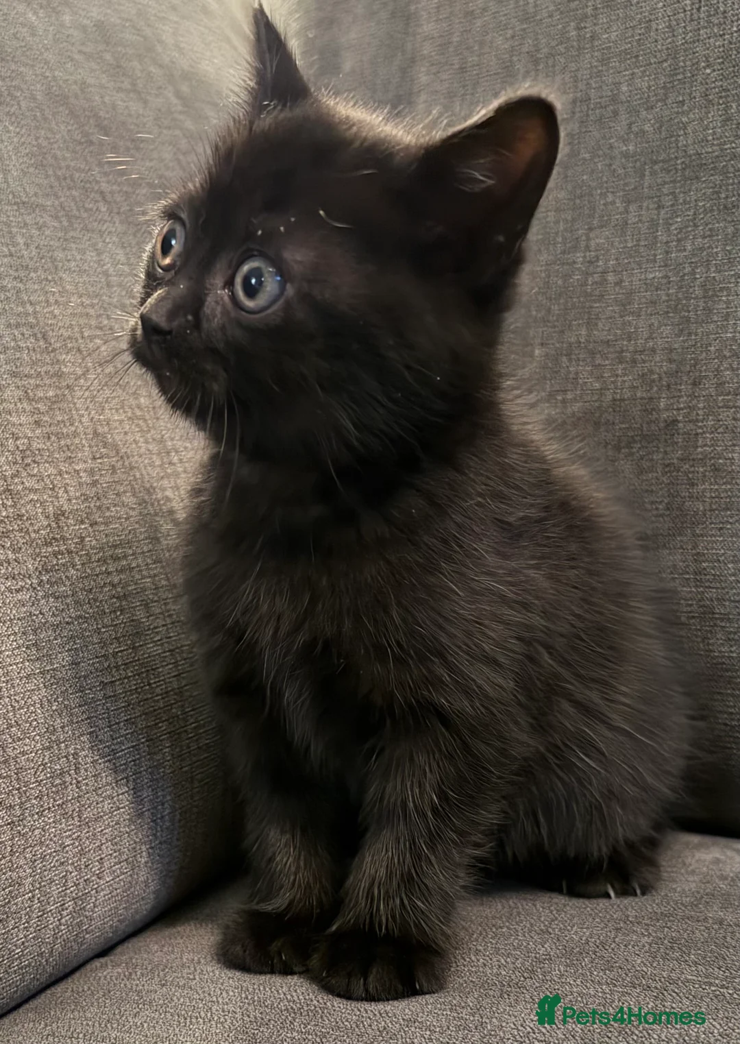 British Shorthair cats for sale: British shorthair kittens  - Advert 6