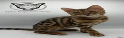 Bengal cats for sale: 🐆✨ LAST KITTEN 6TH TICA GENERATION BENGAL🐆✨ - Advert 20