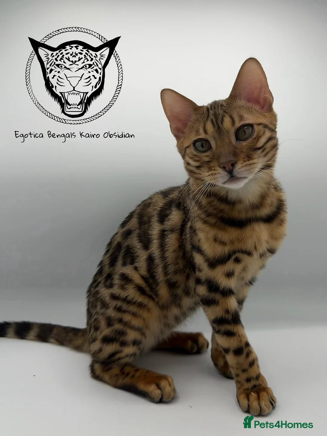 Bengal cats for sale: 🐆✨ LAST KITTEN 6TH TICA GENERATION BENGAL🐆✨ - Advert 20