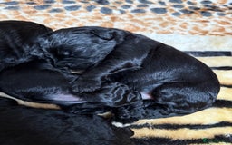 Bernedoodle dogs for sale: Bernedoodle puppies  - Image 14